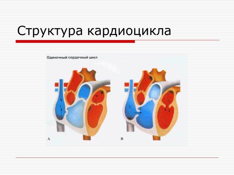 Структура кардиоцикла